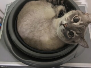 Curious domestic cat finding a cozy spot to rest curled up in a small basin