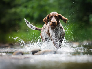 Energetic Spinone Italiano Dog Running and Splashing in Water