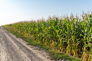 Cornfield growing along a dirt road on a sunny day in rural farmland