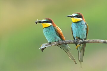 European bee-eater Merops apiaster bird songbird wildlife nature beautiful animal rain finch, animal, bird watching ornithology, flower bud fauna wildlife Europe