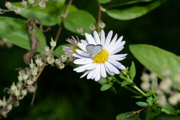 Short-tailed blue (Cupido argiades) butterfly with closed wings perched on a daisy in Zurich, Switzerland