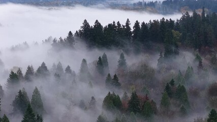 Thick morning fog drifts through a scenic, forested Pacific Northwest landscape near Portland, Oregon. Fog and mist forms when moist air cools to its dew point, causing water vapor to condense. - Powered by Adobe