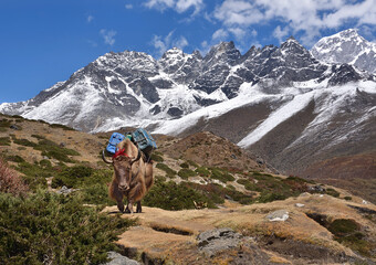 Yak carrying load with snow-capped peaks in the background