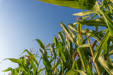 Bright green corn plants reaching for the sky under clear blue morning light in a summer field