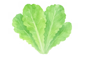 Green lettuce leaves watercolor illustration on transparent background, fresh salad ingredient for healthy eating