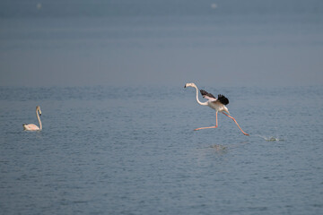 Greater Flamingos landing at Eker bay, Bahrain.