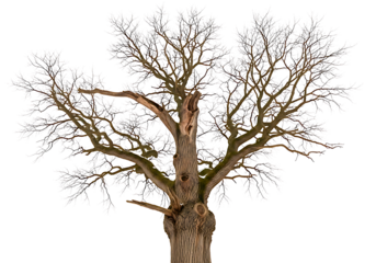 Winter's embrace: majestic oak tree covered in sparkling frost isolated on transparent background