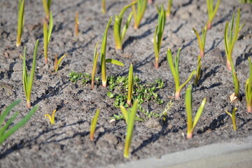 green sprouts growing in soil