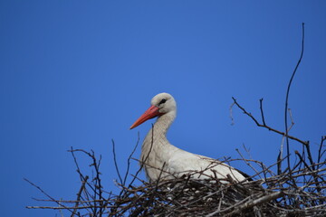 stork in the nest