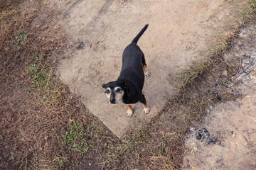A small black dog stands on a dirt path looking up with a curious expression