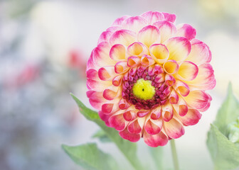 Pastel pink and yellow pompon dahlia