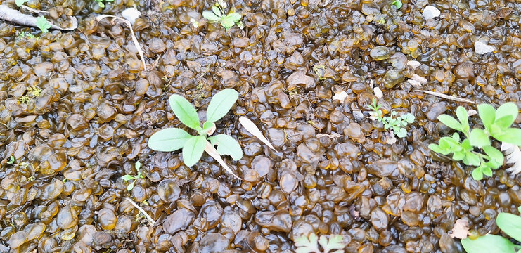 Yellow and brown balls of the Nostoc commune plant grow in the yard. Panorama.