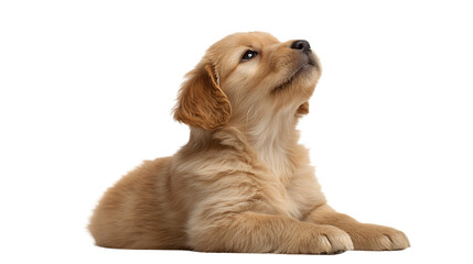Adorable golden retriever puppy lying down and looking up curiously, isolated on transparent background
