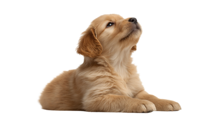 Adorable golden retriever puppy lying down and looking up curiously, isolated on transparent background