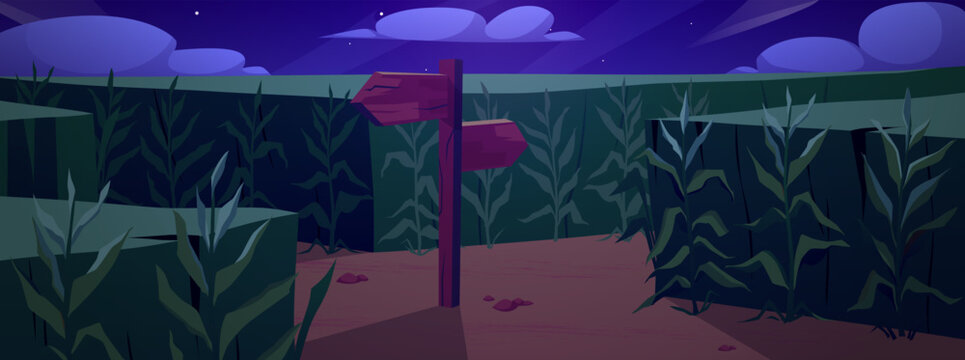 Corn field at night with wooden road pointers and high maize plant stems, vector cartoon choice of way, labyrinth, maze
