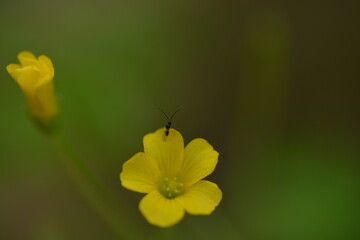 Tiny Insect on Yellow Wildflower Macro