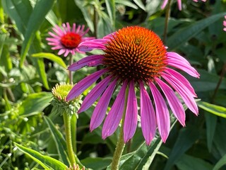 Purple Coneflower in Sunlight