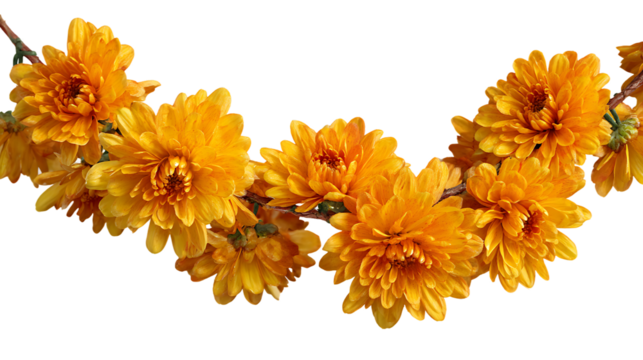 A beautiful garland of bright orange chrysanthemums isolated on transparent background