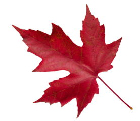 autumn red maple leaf isolated on white background, top view. Autumn season concept background for web banner template page design wallpaper