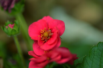 Strawberry Flower Macro