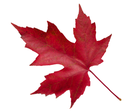 autumn red maple leaf isolated on white background, top view. Autumn season concept background for web banner template page design wallpaper