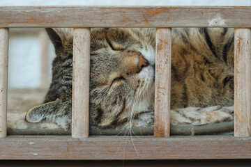 Tabby cat sleeping behind the lattice of a cat bed