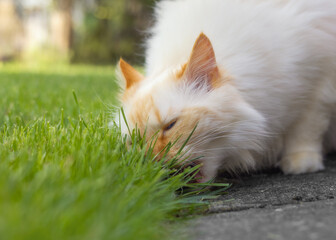Birman cat eating grass in a garden