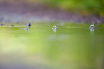 Close-up view of clear rain bubbles floating on a calm green water surface, with soft natural colors and a smooth out-of-focus background. Minimalistic nature scene with copy space.