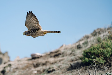 Falcon 