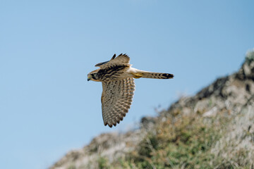 Falcon 
