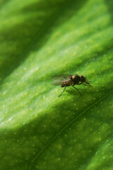 Macro close-up of a small fly perched on a green leaf illuminated by natural light.