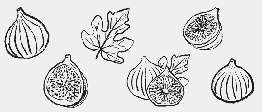 Hand drawn figs and fig leaves, including whole and half sliced fruit with visible seeds. Tropical fruit design, packaging. Vector sketch illustration in vintage crayon charcoal style.