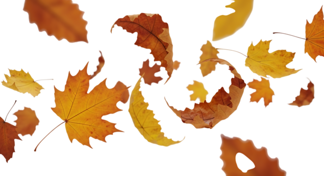 Falling autumn leaves isolated on transparent background, a vibrant display of seasonal change and natural beauty