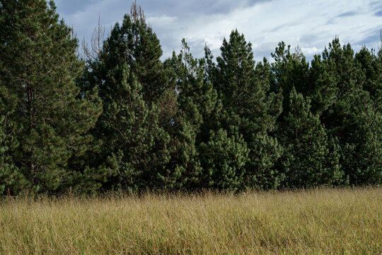 Bosque, pinos, tardes fr&iacute;as de clima templado 