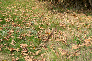 Warm-toned autumn leaves scattered on the ground in a natural setting, a seasonal texture reminiscent of the foliage and colors of the forest, an atmosphere rich in nuances of color.