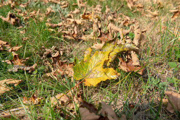 Warm-toned autumn leaves scattered on the ground in a natural setting, a seasonal texture reminiscent of the foliage and colors of the forest, an atmosphere rich in nuances of color.