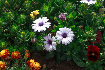 A beautiful close-up of a colorful summer flower bed featuring white and purple African Daisies (Osteospermum), bright orange and red Marigolds (Tagetes), and a deep red Pansy