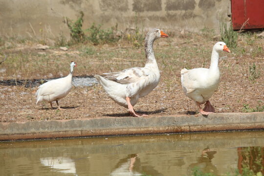 Des Oiseaux domestiques : Deux oies blanches et une pintade blanche dans un champs domestique au Mali plus pr&eacute;cis&eacute;ment &agrave; Siby pr&egrave;s de la Fronti&egrave;re guin&eacute;enne.