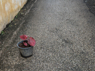 A vibrant Caladium plant with striking red leaves sits alone in a humble black pot on a textured...