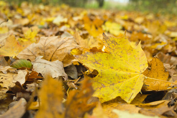 autumn colorful leaves on a forest path