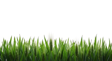 Obraz premium A closeup of green wheat stalks against a white background, isolated on white background
