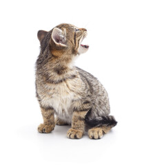 Tabby kitten looking up and meowing isolated on a white background.