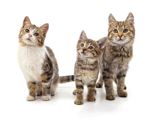 Three tabby kittens sitting together on white background.
