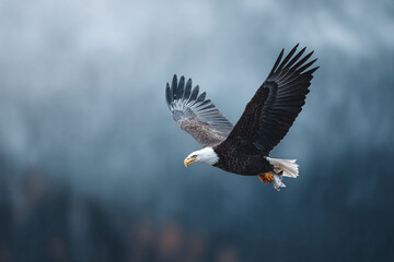 Fototapeta premium Majestic bald eagle in flight against a blurred background, wings spread wide, carrying prey. Symbol of freedom, strength, and American wildlife.