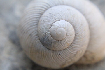 Macro Shell