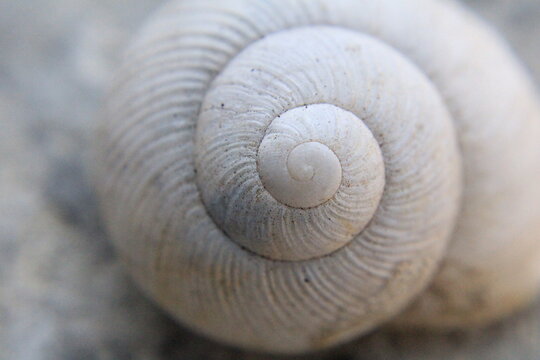 Macro Shell - Powered by Adobe