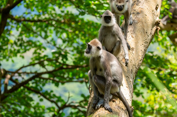 Gray hanuman langurs on a tree. Monkeys in the wild in the jungles of Sri Lanka. Troop of monkeys on trees. Wildlife scene with wild animals.