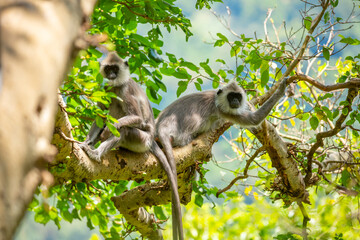 Gray hanuman langurs on a tree. Monkeys in the wild in the jungles of Sri Lanka. Troop of monkeys on trees. Wildlife scene with wild animals.