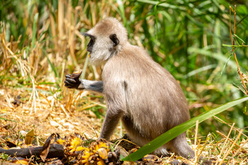 A gray langur Hanuman sits on the ground and eats bananas. Monkeys in the wild jungles of Sri Lanka. A wildlife scene featuring wild animals.