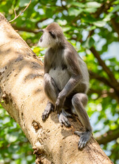 Gray hanuman langurs on a tree. Monkeys in the wild in the jungles of Sri Lanka. Troop of monkeys on trees. Wildlife scene with wild animals.